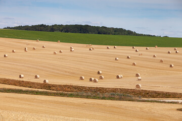 Obraz premium straw bales in rolling hills of northern france under blue sky
