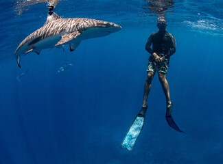 snorkeler and shark