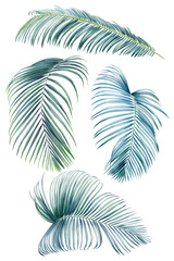 Set of palm leaves on isolated white background, watercolor botanical illustration, summer clipart, hand drawing