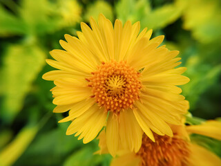 Desert sunflower bright yellow petals