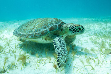 Obraz premium green sea turtle eating seagrass