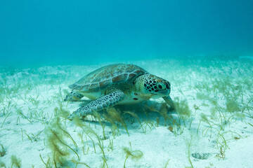 Obraz na płótnie Canvas turtle in seagrass