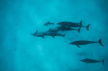 dolphin pod with baby