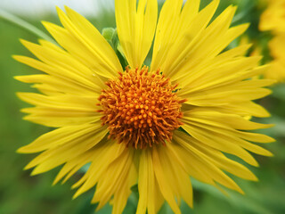 Desert sunflower on green background