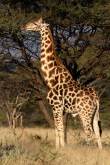 Giraffe eating from tree