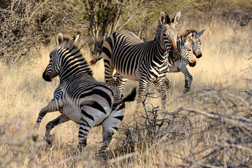 Fototapeta na wymiar The stampede of Zebra starts