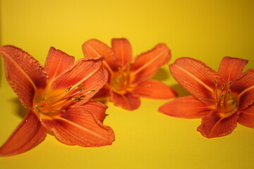 orange lilies on the yellow background
