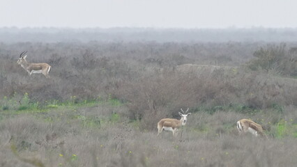 Goitered gazelle or black-tailed gazelle (Gazella subgutturosa) in the steppe of Azerbaijan