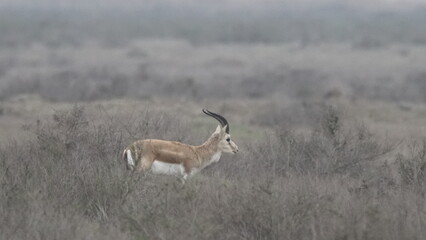 Goitered gazelle or black-tailed gazelle (Gazella subgutturosa) in the steppe of Azerbaijan
