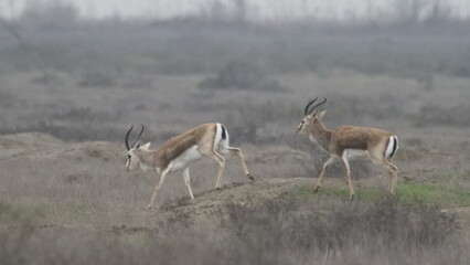 Goitered gazelle or black-tailed gazelle (Gazella subgutturosa) in the steppe of Azerbaijan
