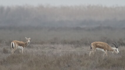 Goitered gazelle or black-tailed gazelle (Gazella subgutturosa) in the steppe of Azerbaijan