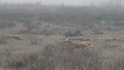 Goitered gazelle or black-tailed gazelle (Gazella subgutturosa) in the steppe of Azerbaijan