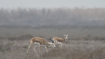 Naklejka na ściany i meble Goitered gazelle or black-tailed gazelle (Gazella subgutturosa) in the steppe of Azerbaijan