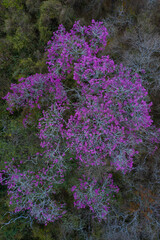 ARBOL LAPACHO ROSADO Handroanthus impetiginosus, Forest Las Yungas, Salta Province, Argentina, South America, America