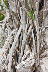 roots of a tree texture wood natural