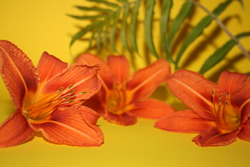 Fototapeta na wymiar orange lilies on the yellow background