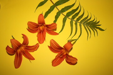 Fototapeta na wymiar orange lilies on the yellow background