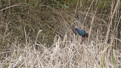 Western swamphen (Porphyrio porphyrio) in natural wild habitat in the reeds, captured in Azerbaijan, Caspian Sea