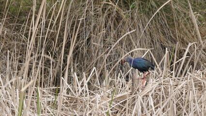 Western swamphen (Porphyrio porphyrio) in natural wild habitat in the reeds, captured in Azerbaijan, Caspian Sea