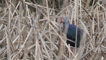 Western swamphen (Porphyrio porphyrio) in natural wild habitat in the reeds, captured in Azerbaijan, Caspian Sea