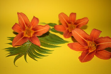 Naklejka na ściany i meble orange lilies on the yellow background