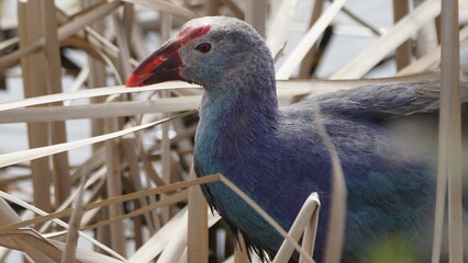 Western swamphen (Porphyrio porphyrio) in natural wild habitat in the reeds, captured in Azerbaijan, Caspian Sea