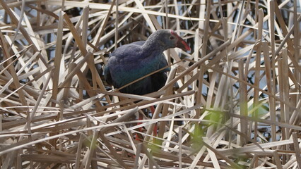 Western swamphen (Porphyrio porphyrio) in natural wild habitat in the reeds, captured in Azerbaijan, Caspian Sea