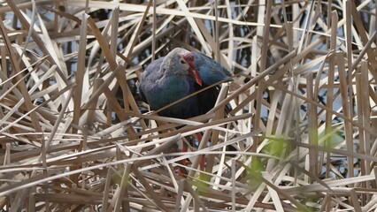 Western swamphen (Porphyrio porphyrio) in natural wild habitat in the reeds, captured in Azerbaijan, Caspian Sea