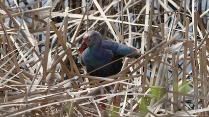 Western swamphen (Porphyrio porphyrio) in natural wild habitat in the reeds, captured in Azerbaijan, Caspian Sea