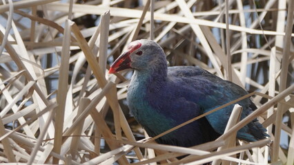 Western swamphen (Porphyrio porphyrio) in natural wild habitat in the reeds, captured in Azerbaijan, Caspian Sea