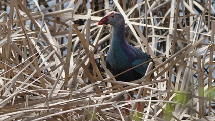 Western swamphen (Porphyrio porphyrio) in natural wild habitat in the reeds, captured in Azerbaijan, Caspian Sea