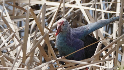 Western swamphen (Porphyrio porphyrio) in natural wild habitat in the reeds, captured in Azerbaijan, Caspian Sea