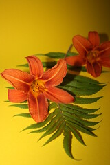 orange lilies on the yellow background