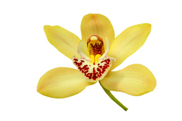 yellow orchid isolated on white background