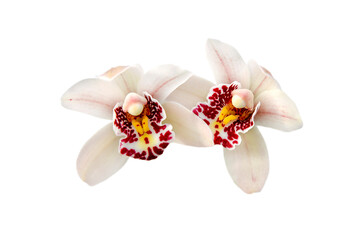 couple of lite pink orchid flowers isolated on on white background