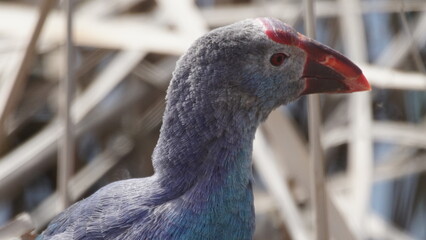 Western swamphen (Porphyrio porphyrio) in natural wild habitat in the reeds, captured in Azerbaijan, Caspian Sea