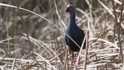 Western swamphen (Porphyrio porphyrio) in natural wild habitat in the reeds, captured in Azerbaijan, Caspian Sea