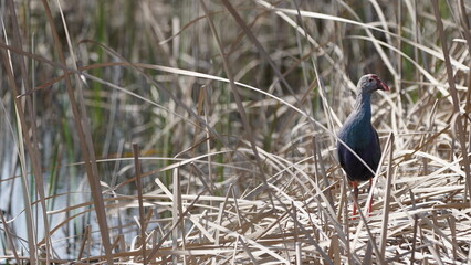 Western swamphen (Porphyrio porphyrio) in natural wild habitat in the reeds, captured in Azerbaijan, Caspian Sea