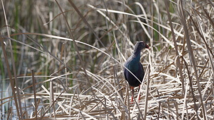 Western swamphen (Porphyrio porphyrio) in natural wild habitat in the reeds, captured in Azerbaijan, Caspian Sea