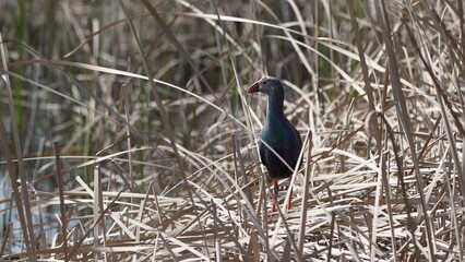 Western swamphen (Porphyrio porphyrio) in natural wild habitat in the reeds, captured in Azerbaijan, Caspian Sea