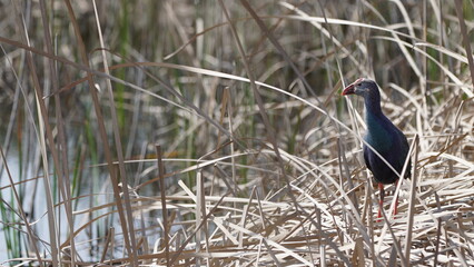 Western swamphen (Porphyrio porphyrio) in natural wild habitat in the reeds, captured in Azerbaijan, Caspian Sea