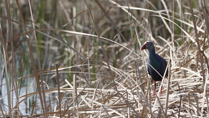 Western swamphen (Porphyrio porphyrio) in natural wild habitat in the reeds, captured in Azerbaijan, Caspian Sea