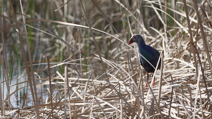 Western swamphen (Porphyrio porphyrio) in natural wild habitat in the reeds, captured in Azerbaijan, Caspian Sea