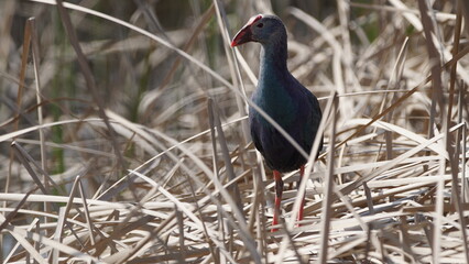 Western swamphen (Porphyrio porphyrio) in natural wild habitat in the reeds, captured in Azerbaijan, Caspian Sea