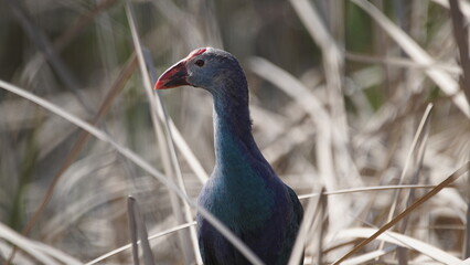 Western swamphen (Porphyrio porphyrio) in natural wild habitat in the reeds, captured in Azerbaijan, Caspian Sea