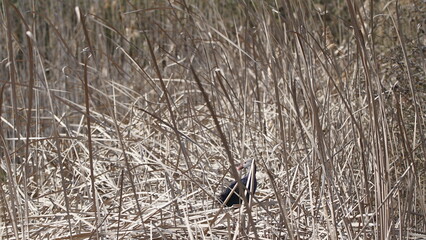 Obraz premium Western swamphen (Porphyrio porphyrio) in natural wild habitat in the reeds, captured in Azerbaijan, Caspian Sea