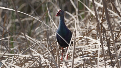 Western swamphen (Porphyrio porphyrio) in natural wild habitat in the reeds, captured in Azerbaijan, Caspian Sea