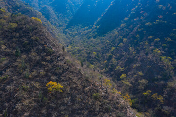 Forest in Quebrada de las Conchas, Cafayate, Valles y Quebradas, Argentina, South America, America