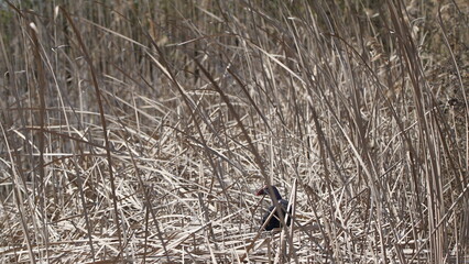 Western swamphen (Porphyrio porphyrio) in natural wild habitat in the reeds, captured in Azerbaijan, Caspian Sea