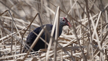 Western swamphen (Porphyrio porphyrio) in natural wild habitat in the reeds, captured in Azerbaijan, Caspian Sea